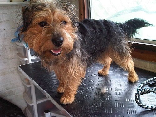 Pictures of Jack Russell Yorkie Mix